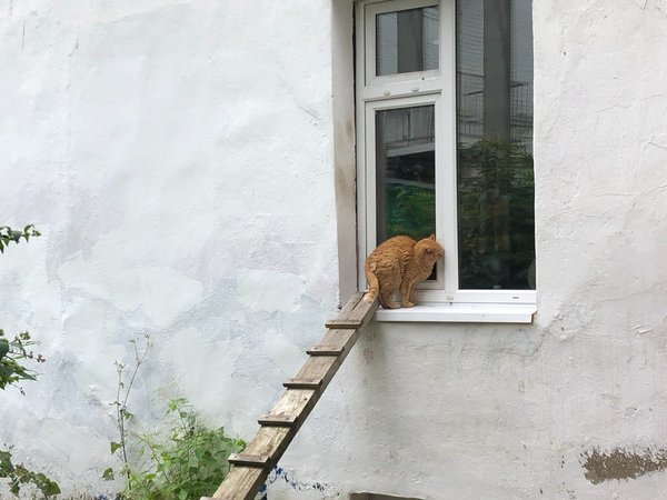 Из жизни сладостной и косной: вылазка во дворы Ярославля - фото 1