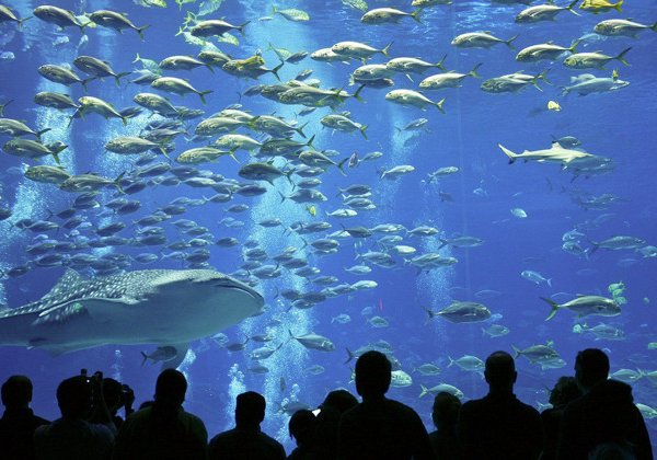 Аквариум в Стамбуле — тысячи морских обитателей в одном месте 