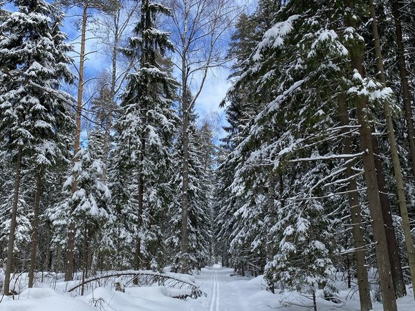 Треккинг по Мещёрскому лесу в окрестностях Черноголовки - фото 4