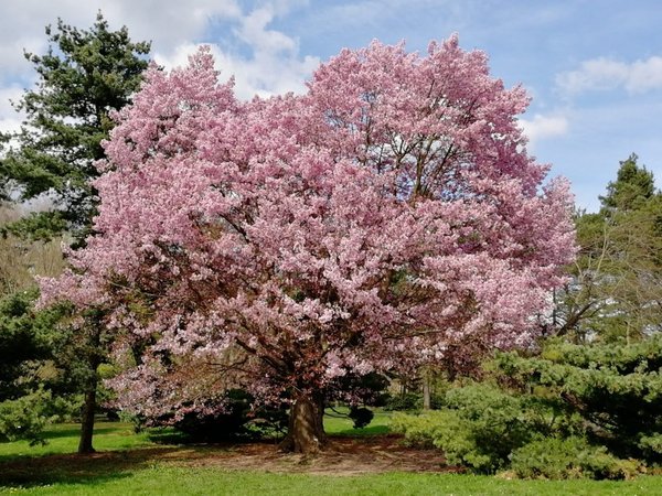 Цветы и альпийские горки для любимой: из Праги в Пругоницкий парк - фото 3