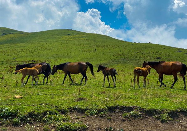 Главные места Чечни за 1 день: Кезеной-Ам, село Хой, Шали и Аргун - фото 2