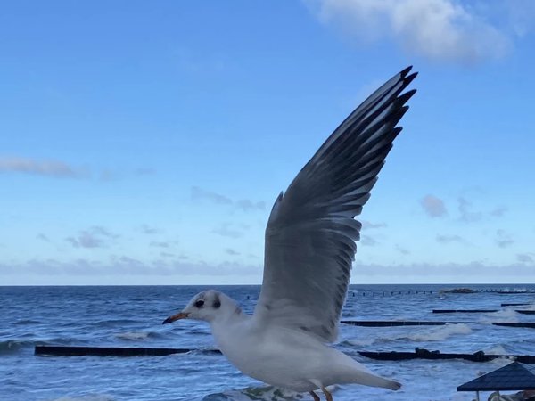 Балтийский вояж: Зеленоградск, Светлогорск и Шаакен Дорф - фото 1