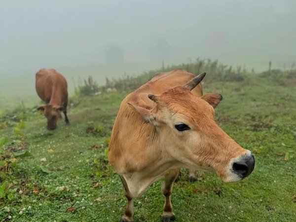 Деревня над облаками — в Гомисмта из Батуми - фото 3