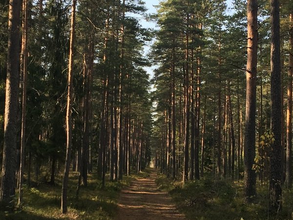 Карельский перешеек: царство сосен, озёр и камней - фото 2