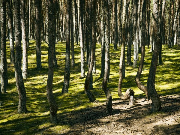 Куршская коса, Зеленоградск и дегустация в бастионе «Обертайх» - фото 2