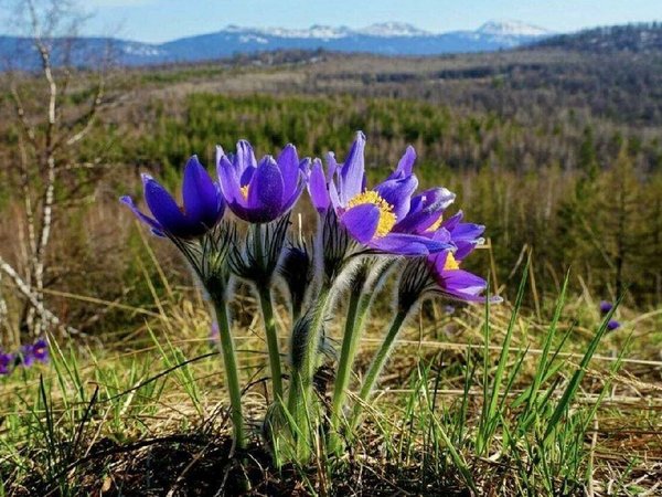 Влюбиться в Байкал: Ольхон, Листвянка и лучшие локации только для вас - фото 4