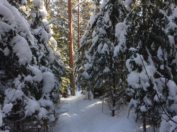 Прогулка по зимней Карелии тропами лешего Хийси - фото 2