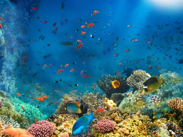 День в Красном море на индивидуальной яхте - фото 3
