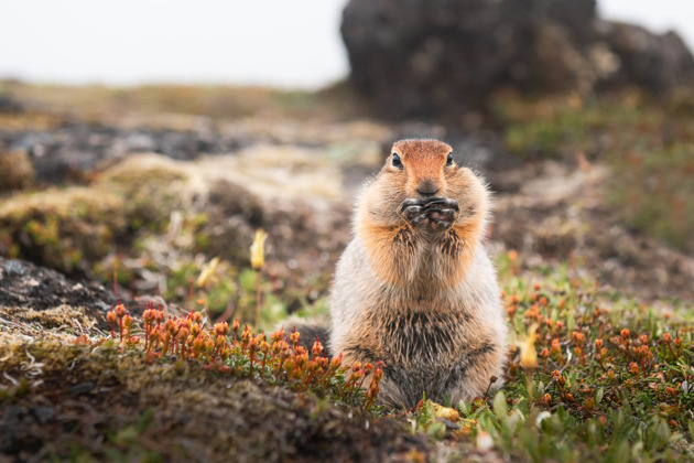 Фото - экскурсия: Восхождение на экструзию «Верблюд» через Авачинский перевал