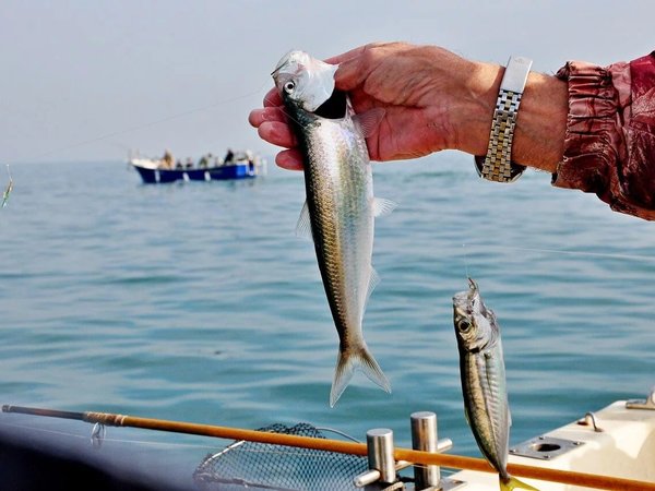 В мини-группе — на морскую рыбалку с пикником на борту