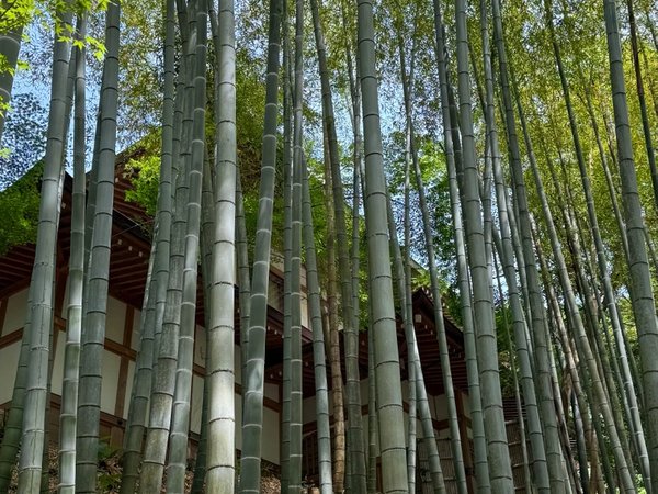 Невероятная Камакура (из Токио) - фото 4