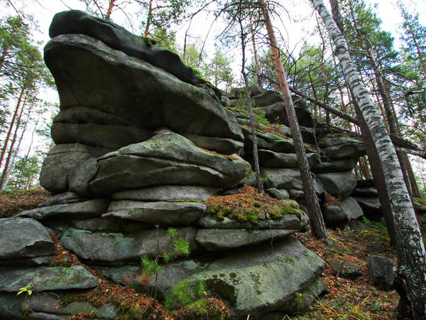 Дары природы: экскурсия в сердце Урала за деликатесами из дикоросов - фото 2