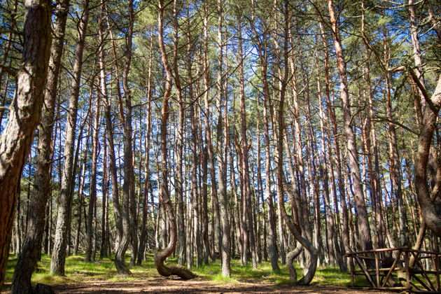 Фото экскурсии - Многодневное путешествие в Зеленоградск к котикам: морской отдых и экскурсии - 9