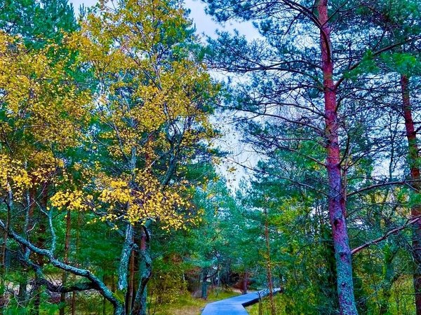 Куршская коса в лучах заката: высота Мюллера, озеро Лебедь и высота Эфа - фото 3