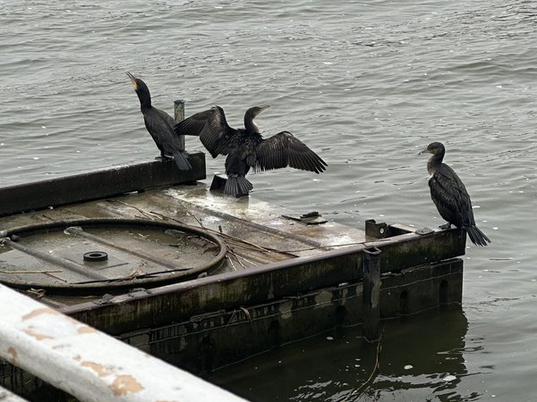 Куршская коса и Зеленоградск за один день - фото 4