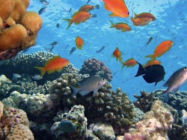 Дайвинг в бухтах Кемера: поездка на лодке из Антальи - фото 4
