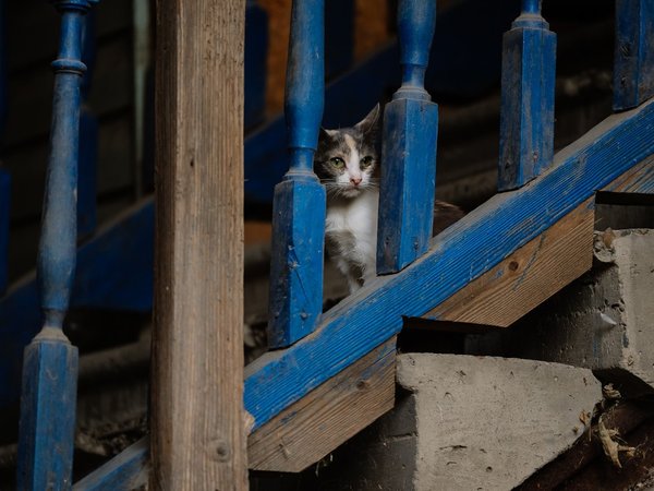Коса без прикрас: культурно о некультурном - фото 1