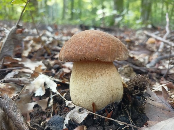 Место, где гуляли динозавры: прогулка по Колхидскому лесу в Сочи - фото 3