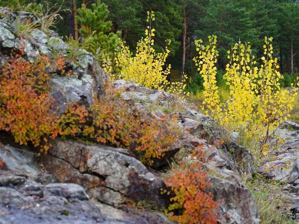 Золотой маршрут Алтая в золотую осень: индивидуальный тур - фото 2