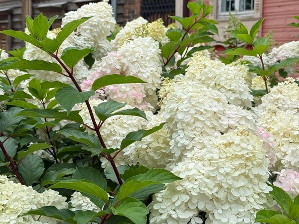Живые фасады: экскурсия по пешеходной улице в Тюмени - фото 3