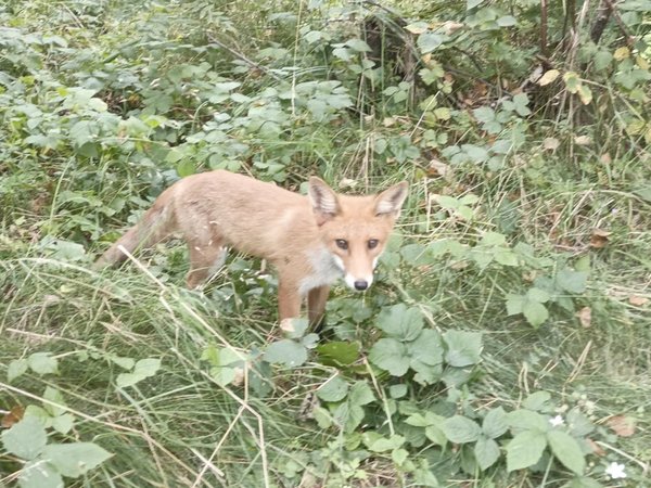 Таинственный мир Куршской косы - фото 3
