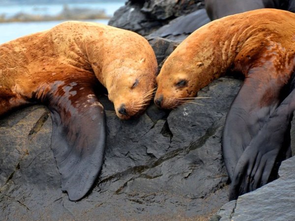 Остров Путятина — бухты, кекуры, морские котики и бескрайнее море - фото 1