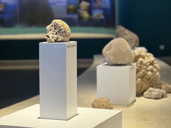 Снорклинг среди рифов + ужин в модном месте - фото 3