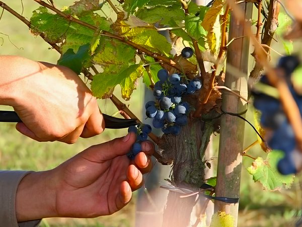 Из Буэнос-Айреса — на винодельню: экскурсия с дегустацией - фото 3