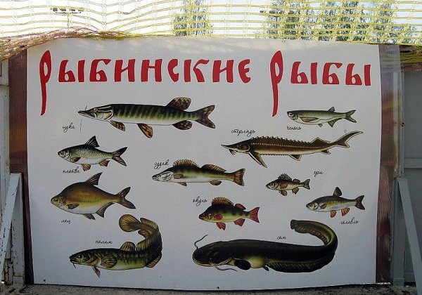 Рыбинск — бурлацкая столица Поволжья - фото 2