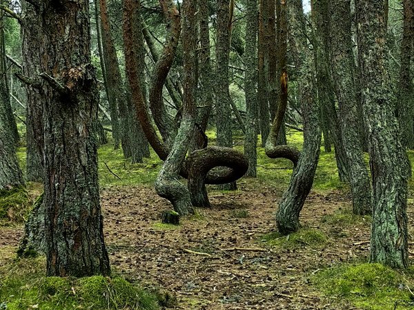 Из аэропорта — на Куршскую косу, в Зеленоградск и форт «Штайн» - фото 4