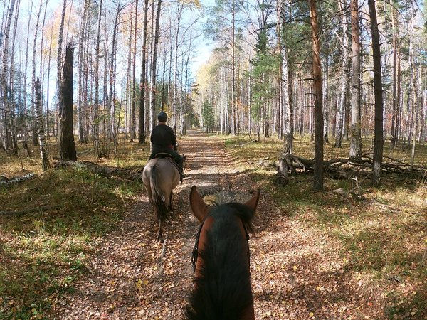 Экскурсия по конному клубу с катанием верхом и в санях - фото 3