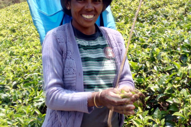 Фото экскурсии - Тур по Шри-Ланке на неделю - 3