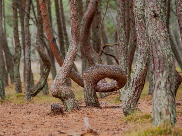 Душевное путешествие на Куршскую косу - фото 3