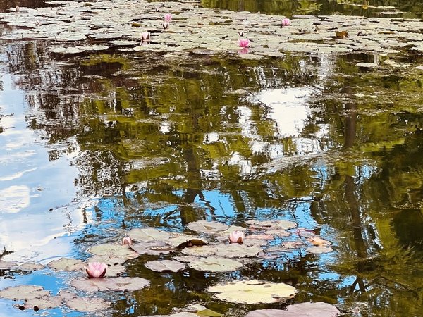 Райские кущи Клода Моне и музей импрессионизма в Живерни - фото 2