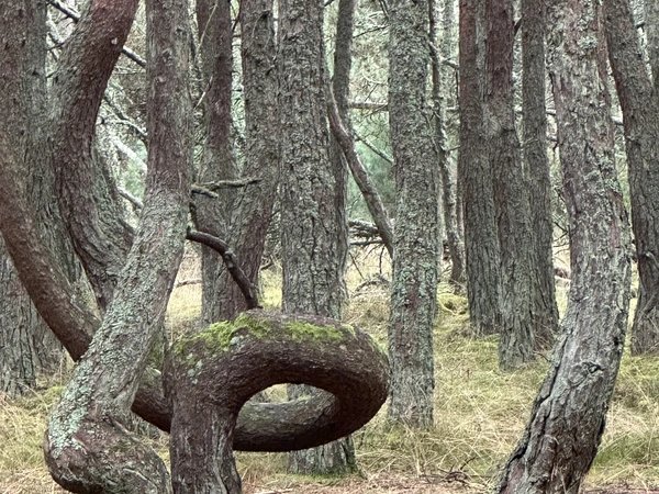 Куршская коса и Зеленоградск для маленькой компании