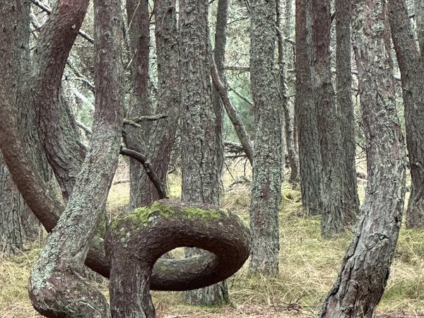 Куршская коса и Зеленоградск для маленькой компании - фото 4
