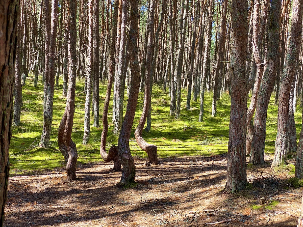 Куршская коса и Зеленоградск для маленькой компании - фото 4