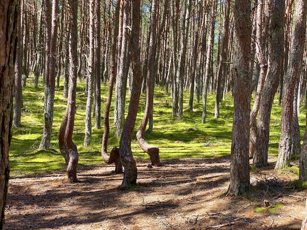 Куршская коса и Зеленоградск для маленькой компании - фото 4