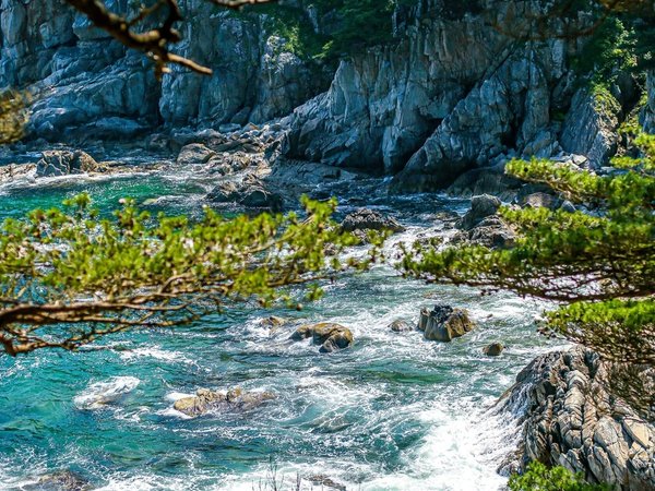 Полуостров Гамова: край величественных сосен - фото 2