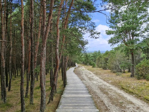 Куршская коса: волшебство на каждом шагу (из Калининграда) - фото 2
