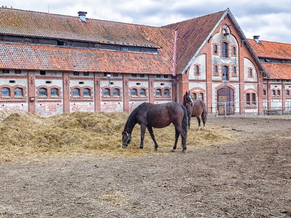 Рыцарские замки Восточной Пруссии: групповая автобусная экскурсия - фото 1