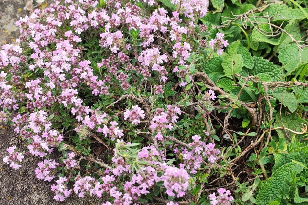 Фото экскурсии - Однодневный тур: Медовые водопады, гора Кольцо, перевал Гумбаши и древний храм X века - 10