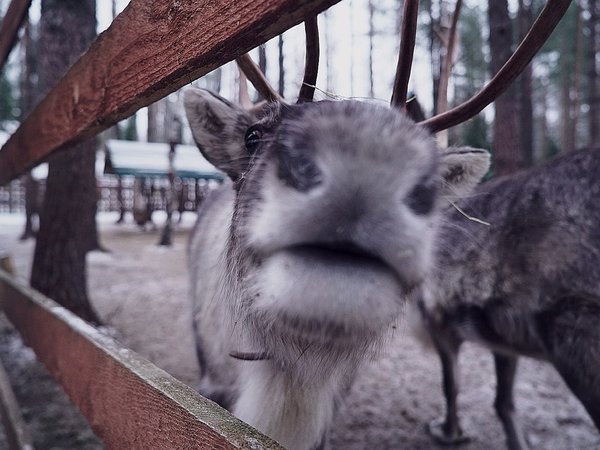 Из Петербурга на север: к финскому хутору и Арктической деревне - фото 1