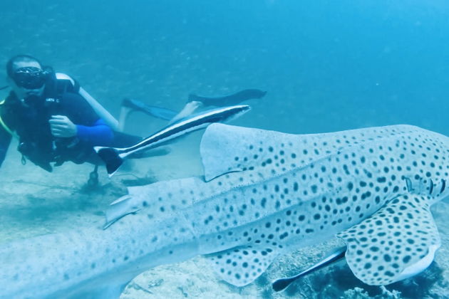Фото экскурсии - Погружение с персональным гидом от Andaman Diving&Travel Company - 12