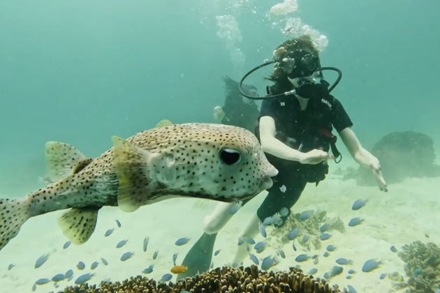 Фото экскурсии - Погружение с персональным гидом от Andaman Diving&Travel Company - 9