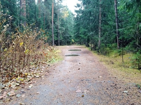 Лесная сказка в Подосинках - фото 2