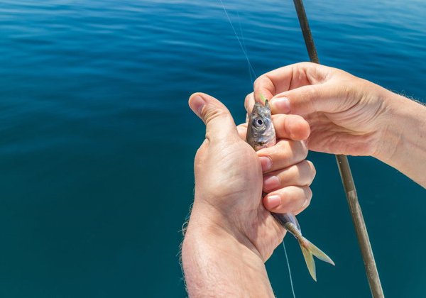 Уроки морской рыбалки от Ильи Рыбака в Адлере