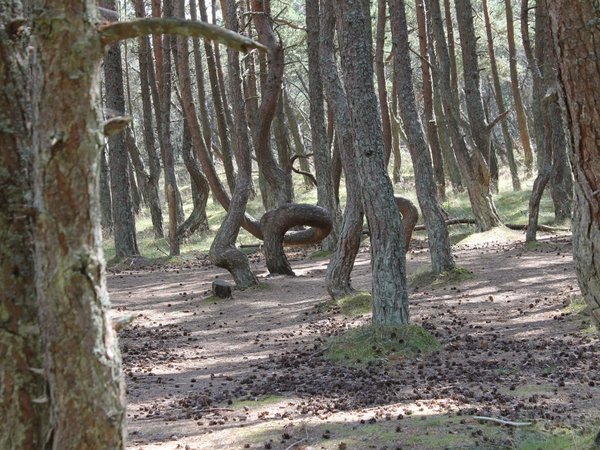 Куршская коса и Зеленоградск: уникальный лес и виды (из Калининграда) - фото 4