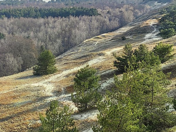 Кубок леса: квест по Куршской Косе - фото 4