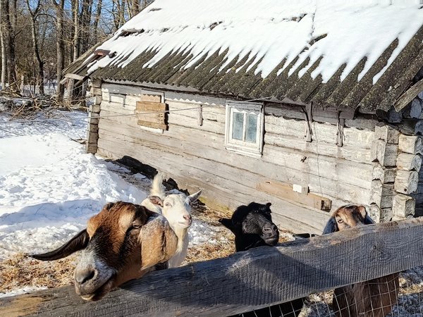 В гостях у сыродела, или Во Пскове сыр варить - фото 3